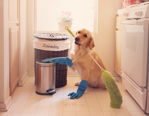 dog-cleaning-floor-house-chores-funny-sad-broom-gloves